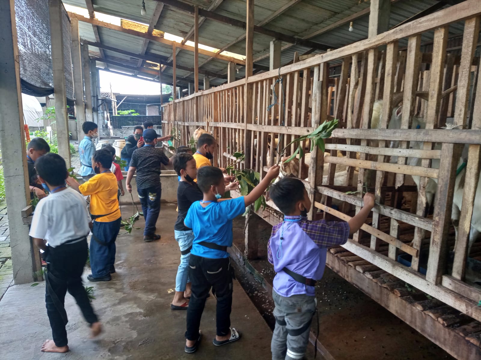 Gambar anak-anak sedang memberi makan hewan ternak di legok asri sidoarjo