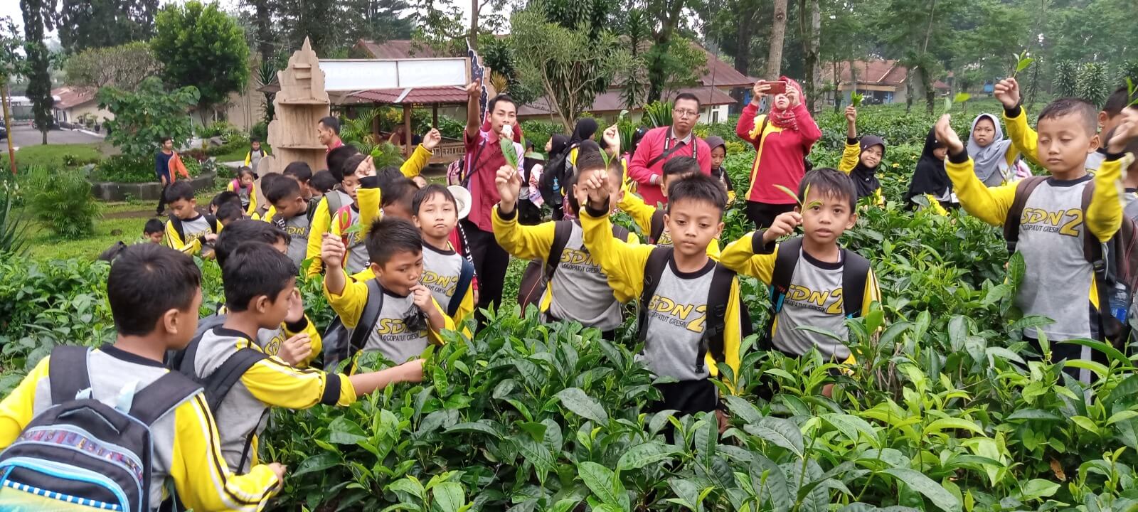 Kebun Teh Wonosari Lawang - Wisata Alam Edukasi Perkebunan